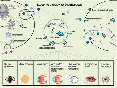 Therapeutic Potential of Microvesicles in Cell Therapy and Regenerative Medicine of Ocular Diseases With an Especial Focus on Mesenchymal Stem Cells-Derived Microvesicles